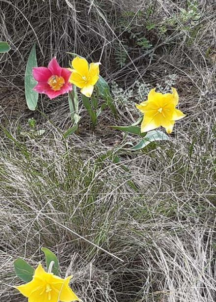 Мой край родной, моя сторонка. Краеведческий квиз