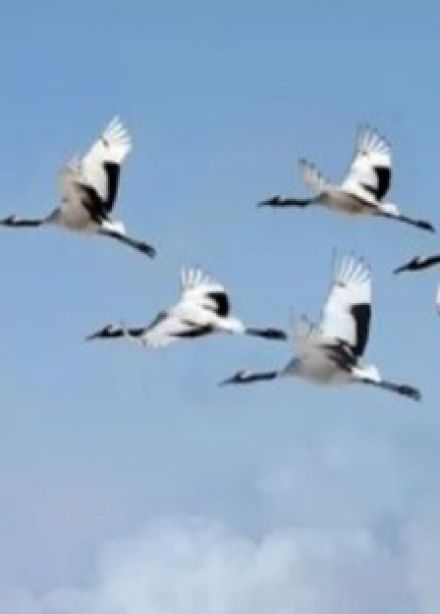 И превратились в белых журавлей... литературно-исторический час