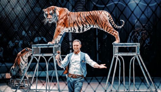 Цирк Ярослава Запашного «Тигры на земле и в воздухе»