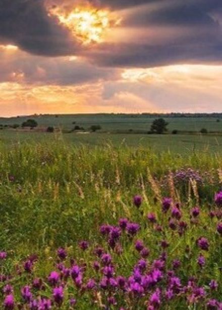 Тропинками родного края. Квиз