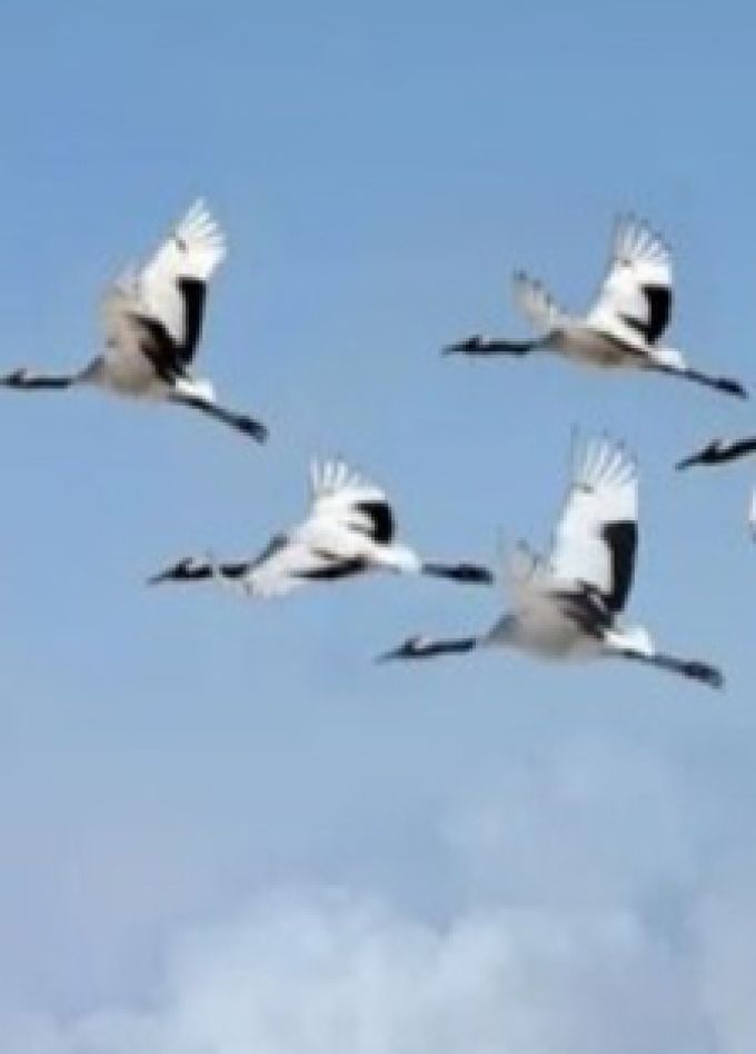 И превратились в белых журавлей... литературно-исторический час