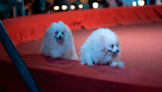 Цирк-шапито «Джокер», Балаково