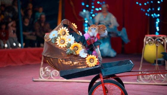 Цирк-шапито «Джокер», Балаково