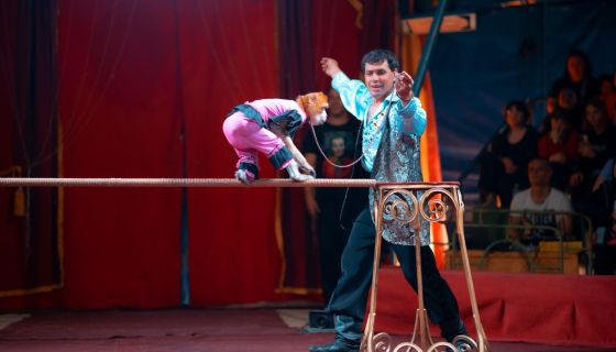 Цирк-шапито «Джокер», Балаково