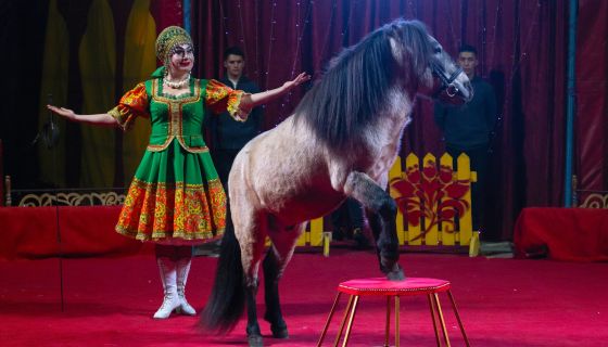 Цирк-шапито «Джокер», Балаково