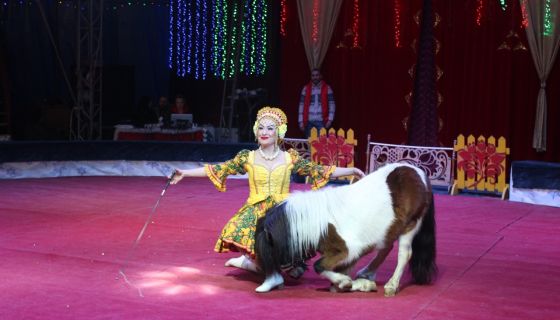 Цирк-шапито «Джокер», Балаково