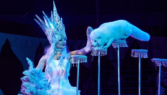 Цирк-шапито «Циркуслэнд». Шоу «Хищник и принцесса цирка», Энгельс