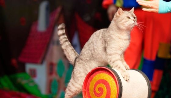 Театр кошек Куклачёва. Коты спасают мир