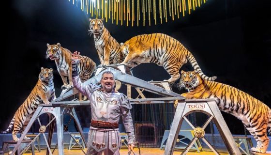 Итальянский цирк: слоны и тигры